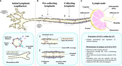 Immunomodulatory properties of the lymphatic endothelium in the tumor microenvironment